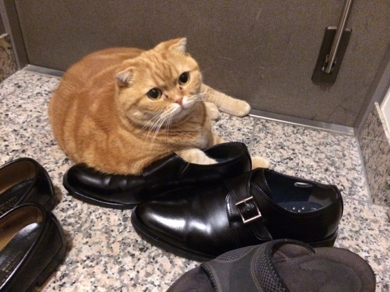 猫画像｜革靴をはいたネコ