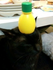 猫画像｜レモンのせ猫