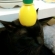 猫画像｜レモンのせ猫