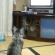 猫画像｜テレビに興味津々