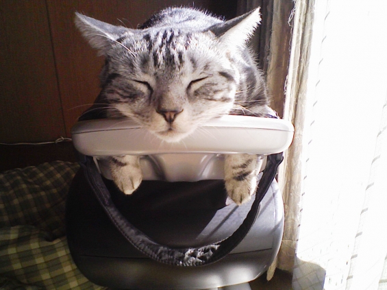 猫画像｜お昼寝～！