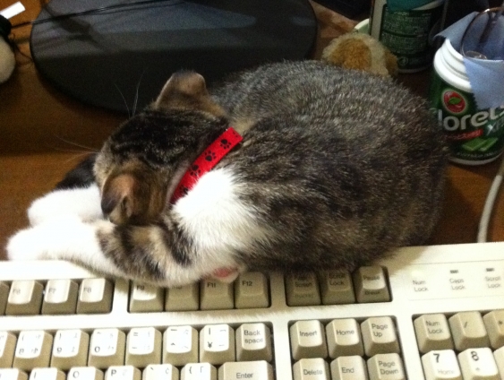 猫画像｜キーボードも占領