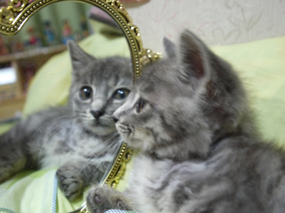 猫画像｜鏡と子猫