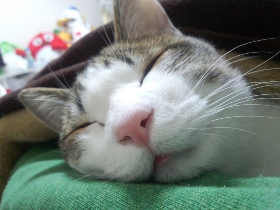 猫画像｜寝顔。