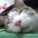 猫画像｜寝顔。
