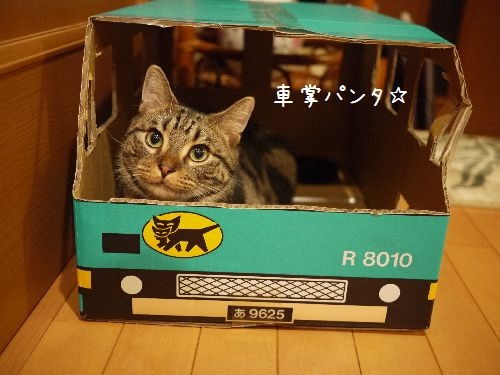 猫画像｜車掌なパンタ☆