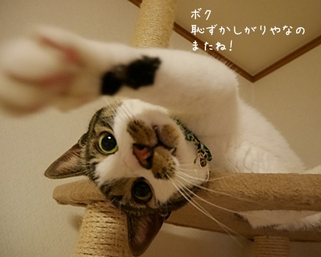 猫画像｜タワーパーンチ。