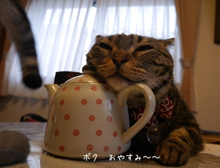 猫画像｜お茶でもいかが～