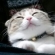 猫画像｜笑う猫!?