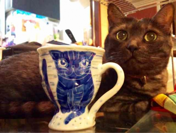 猫画像｜あらっ！このカップの絵は私???