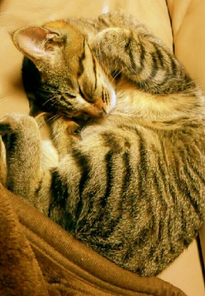 猫画像｜寝