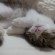猫画像｜究極の寝顔