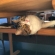 猫画像｜テーブルの下にイン！！