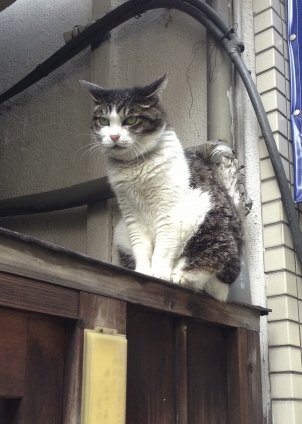 猫画像｜人形町のミナ姐さん