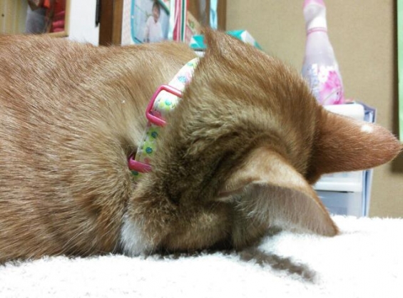 猫画像｜ごめん寝っ!!