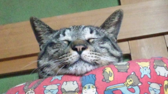 猫画像｜微笑みながら寝る。