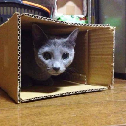 猫画像｜箱入りムスメ。