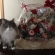 猫画像｜マーブル君と花