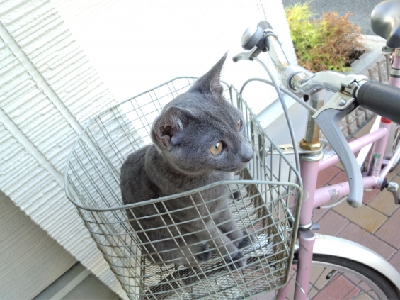 猫画像｜朝の日課。自転車のカゴが好き♪