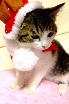 猫画像｜クリスマス