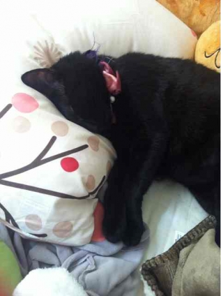 猫画像｜枕は私のもの