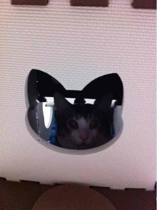 猫画像｜窓ネコ