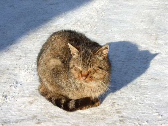 猫画像｜雪の中、目を細める