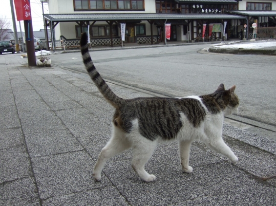 猫画像｜八百屋ネコ、道を横切る
