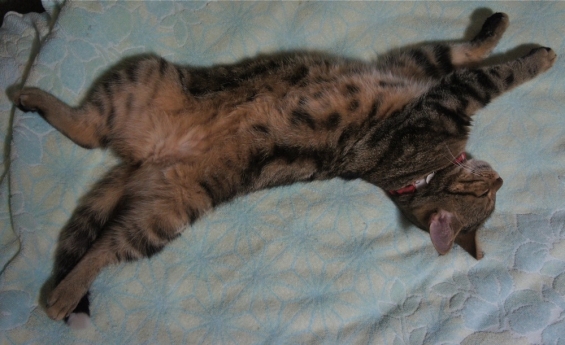 猫画像｜ポーズ寝