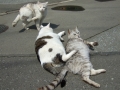 「ネコ溜り」のネコ達