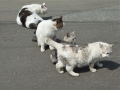 猫溜り、集会の始まり