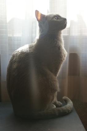 猫画像｜窓際に佇む