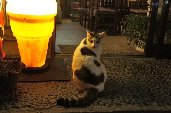 猫画像｜夜、お食事処の看板猫
