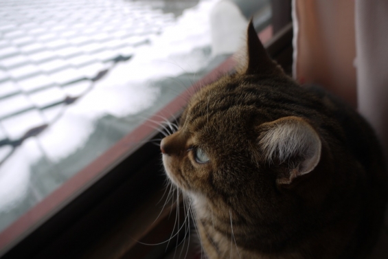 猫画像｜雪の朝のニャルソック