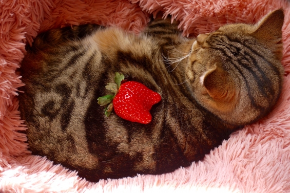 猫画像｜ネコイチゴ