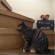 猫画像｜大人の階段登る⁈