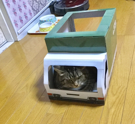 猫画像｜発車しま〜す