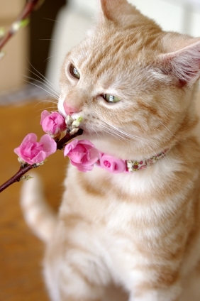 猫画像｜桃の花