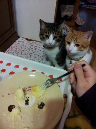 猫画像｜いいな....チーズケーキ