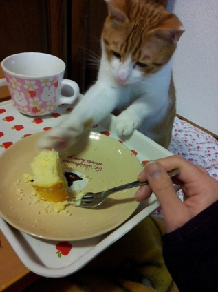 猫画像｜いいな、チーズケーキ....えいっ！ 