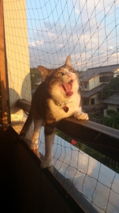 猫画像｜夕陽に向かって大あくび