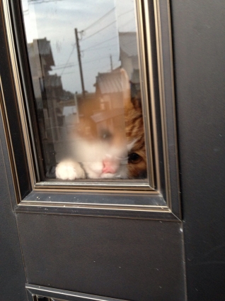 猫画像｜ドアの内側から精一杯、背伸～び♥