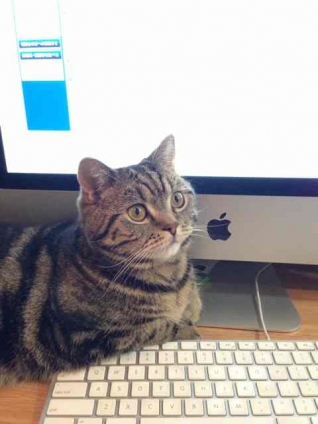 猫画像｜キーボードを肘おきにするのはヤメテー！