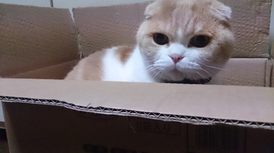 猫画像｜箱入り猫なの、美白なの。