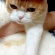 猫画像｜happy new にゃー！