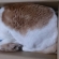 猫画像｜ぎゅーぎゅーの宅配物