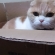 猫画像｜箱入り猫なの、美白なの。