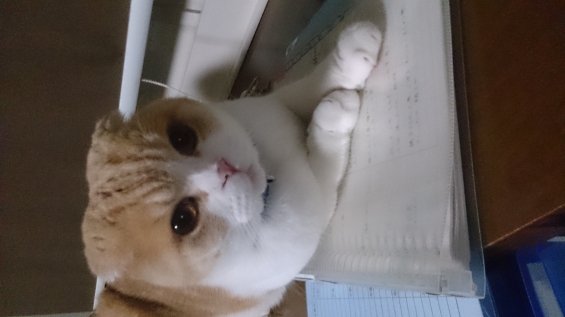 猫画像｜ふむふむ、この書類をやれと？