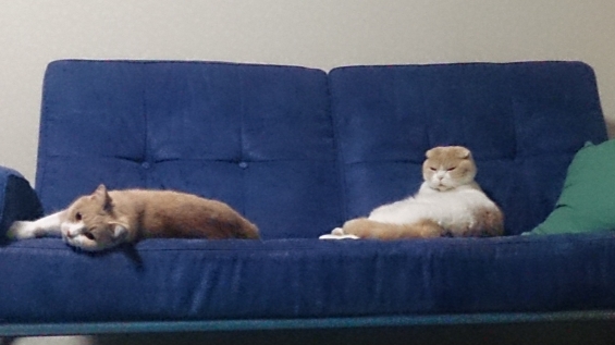 猫画像｜二匹の休息