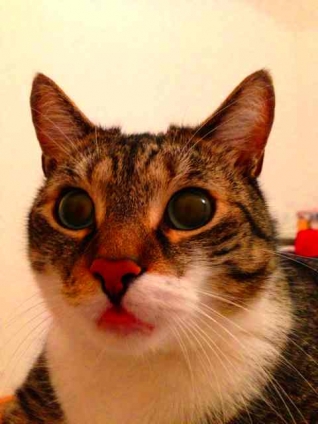 猫画像｜舌ペロリ